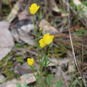 Ranunculus lappaceus at Wodonga, VIC - 15 Aug 2021