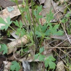 Ranunculus lappaceus at Wodonga, VIC - 15 Aug 2021