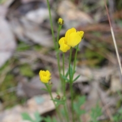 Ranunculus lappaceus at Wodonga, VIC - 15 Aug 2021