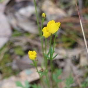 Ranunculus lappaceus at Wodonga, VIC - 15 Aug 2021 09:38 AM