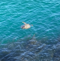 Chelonioidea (superfamily) (Sea Turtles) at Evans Head, NSW - 15 Aug 2021 by AliClaw
