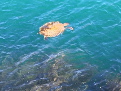 Chelonioidea (superfamily) (Sea Turtles) at Evans Head, NSW - 15 Aug 2021 by Claw055