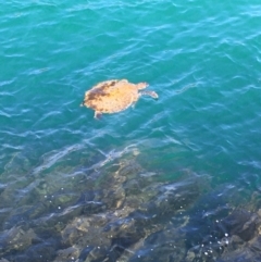 Unidentified Turtle (TBC) at Evans Head, NSW - 15 Aug 2021 by Claw055