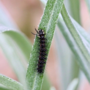 Nyctemera amicus at Wodonga, VIC - 15 Aug 2021 10:03 AM