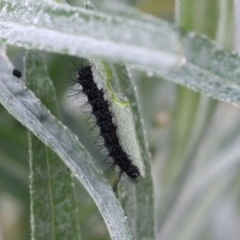 Nyctemera amicus at Wodonga, VIC - 15 Aug 2021