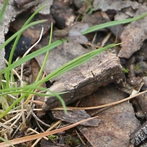 Helina sp. (genus) at Wodonga, VIC - 15 Aug 2021