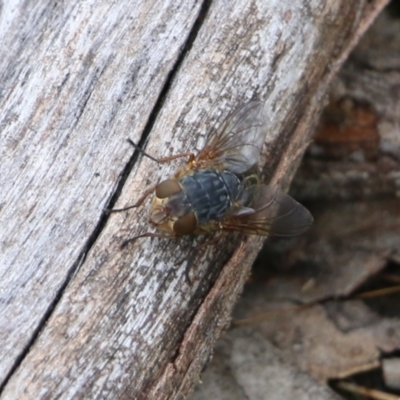 Calliphora sp. (genus) (Unidentified blowfly) at Wodonga - 15 Aug 2021 by Kyliegw