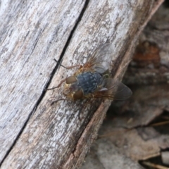 Calliphora sp. (genus) (Unidentified blowfly) at Jack Perry Reserve - 15 Aug 2021 by Kyliegw