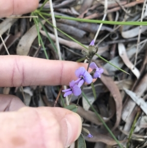 Hovea heterophylla at Cook, ACT - 15 Aug 2021