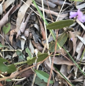 Hovea heterophylla at Cook, ACT - 15 Aug 2021 01:37 PM