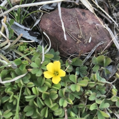 Oxalis sp. (Wood Sorrel) at Cook, ACT - 15 Aug 2021 by MattFox