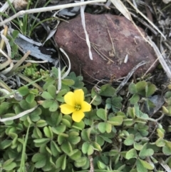 Oxalis sp. at Cook, ACT - 15 Aug 2021 01:25 PM