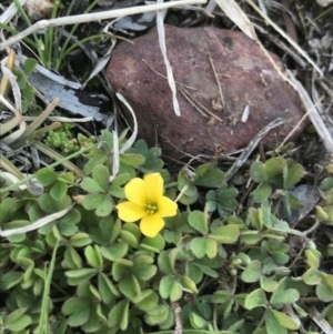 Oxalis sp. at Cook, ACT - 15 Aug 2021