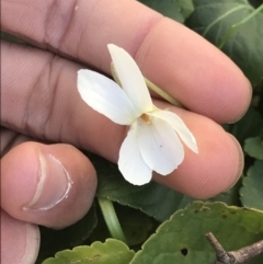 Viola odorata (Sweet Violet, Common Violet) at Aranda Bushland - 14 Aug 2021 by MattFox