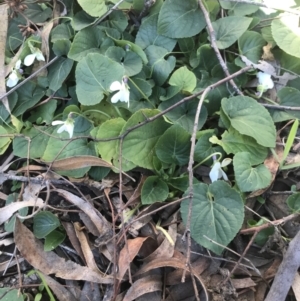 Viola odorata at Holt, ACT - 14 Aug 2021