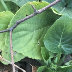 Viola odorata at Holt, ACT - 14 Aug 2021