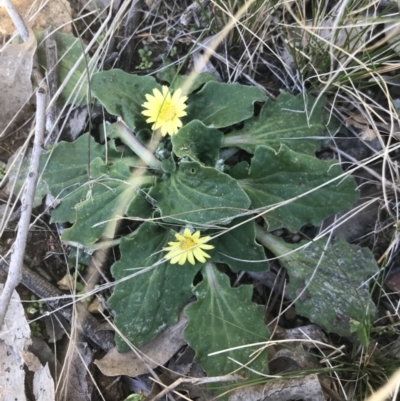 Cymbonotus sp. (preissianus or lawsonianus) (Bears Ears) at Aranda, ACT - 13 Aug 2021 by MattFox