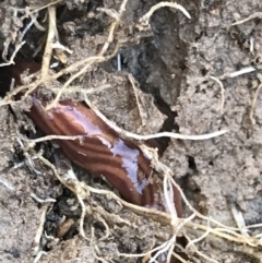 Fletchamia quinquelineata (Five-striped flatworm) at Holt, ACT - 14 Aug 2021 by MattFox