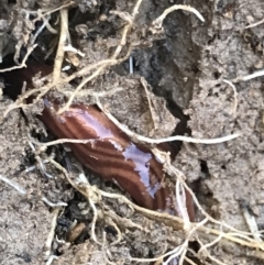 Fletchamia quinquelineata at Holt, ACT - 14 Aug 2021