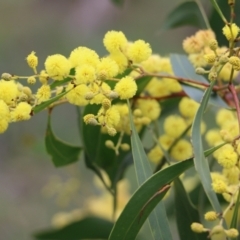 Acacia pycnantha (Golden Wattle) at Wodonga, VIC - 15 Aug 2021 by KylieWaldon