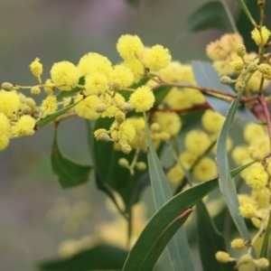 Acacia pycnantha at Wodonga, VIC - 15 Aug 2021 10:21 AM