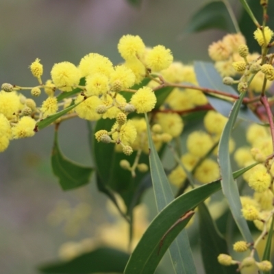 Acacia pycnantha (Golden Wattle) at Wodonga, VIC - 15 Aug 2021 by Kyliegw