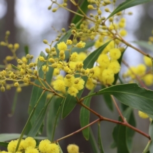 Acacia pycnantha at Wodonga, VIC - 15 Aug 2021 10:21 AM