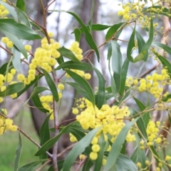 Acacia pycnantha at Wodonga, VIC - 15 Aug 2021 10:21 AM