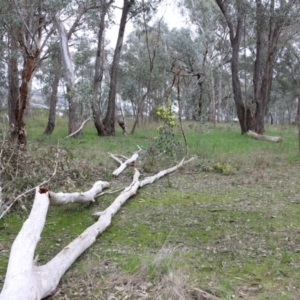 Acacia pycnantha at Wodonga, VIC - 15 Aug 2021 10:21 AM