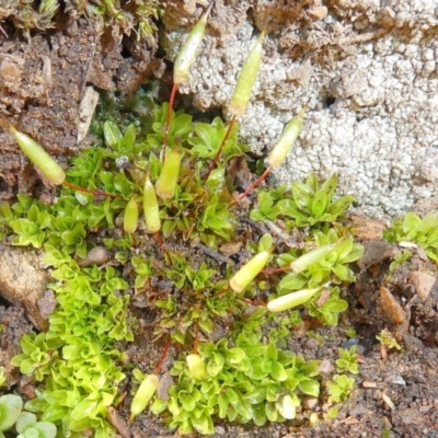 Encalypta sp. at Bolaro, NSW - 12 Aug 2021 by DavidMcKay