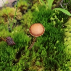 Unidentified Cap on a stem; gills below cap [mushrooms or mushroom-like] at Wodonga, VIC - 15 Aug 2021 by KylieWaldon