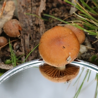 Unidentified Cap on a stem; gills below cap [mushrooms or mushroom-like] at Wodonga, VIC - 14 Aug 2021 by Kyliegw