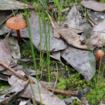 Unidentified Cap on a stem; gills below cap [mushrooms or mushroom-like] at Jack Perry Reserve - 14 Aug 2021 by Kyliegw