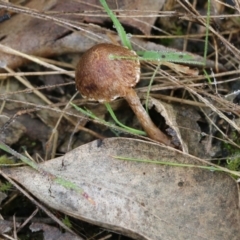 Unidentified Cap on a stem; gills below cap [mushrooms or mushroom-like] at Jack Perry Reserve - 14 Aug 2021 by KylieWaldon