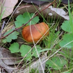 Unidentified Cap on a stem; gills below cap [mushrooms or mushroom-like] at Jack Perry Reserve - 14 Aug 2021 by Kyliegw