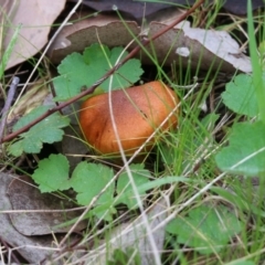 Unverified Cap on a stem; gills below cap [mushrooms or mushroom-like] at Wodonga, VIC - 15 Aug 2021 by KylieWaldon