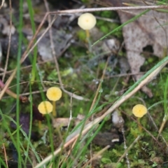 Lichenomphalia chromacea (Yellow Navel) at Wodonga - 14 Aug 2021 by Kyliegw