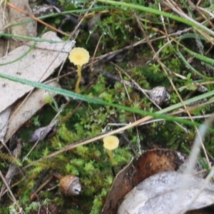 Lichenomphalia chromacea at Wodonga, VIC - 15 Aug 2021