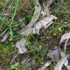 Lichenomphalia chromacea at Wodonga, VIC - 15 Aug 2021 09:45 AM