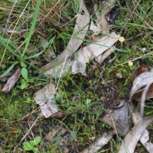 Lichenomphalia chromacea at Wodonga, VIC - 15 Aug 2021