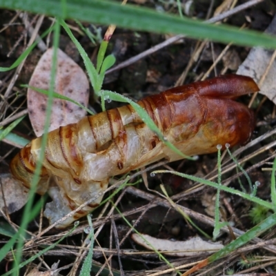 Abantiades atripalpis (Bardee grub/moth, Rain Moth) at Wodonga - 14 Aug 2021 by Kyliegw