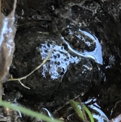 Limnodynastes tasmaniensis at Holt, ACT - 14 Aug 2021 by MattFox