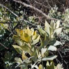 Acacia podalyriifolia (Queensland Silver Wattle) at Tuggeranong Hill - 15 Aug 2021 by jamesjonklaas