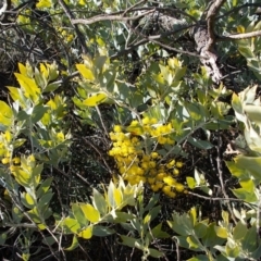 Acacia podalyriifolia at Calwell, ACT - 15 Aug 2021