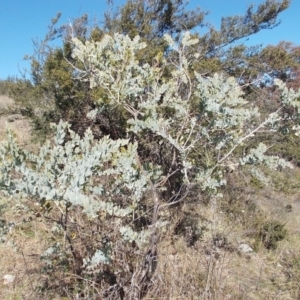 Acacia podalyriifolia at Calwell, ACT - 15 Aug 2021