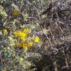 Acacia podalyriifolia at Calwell, ACT - 15 Aug 2021