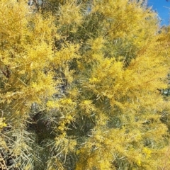 Acacia boormanii (Snowy River Wattle) at Tuggeranong Hill - 15 Aug 2021 by jamesjonklaas