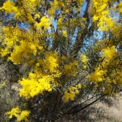 Acacia boormanii at Calwell, ACT - 15 Aug 2021 01:24 PM