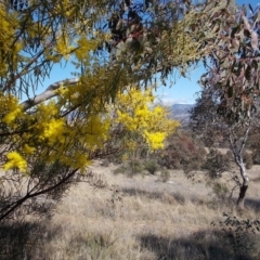 Acacia boormanii at Calwell, ACT - 15 Aug 2021