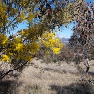 Acacia boormanii at Calwell, ACT - 15 Aug 2021